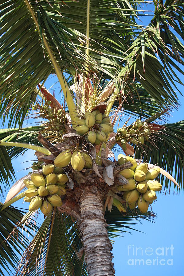 I've Got a Lovely Bunch of Coconuts Photograph by Craig Wood Fine Art