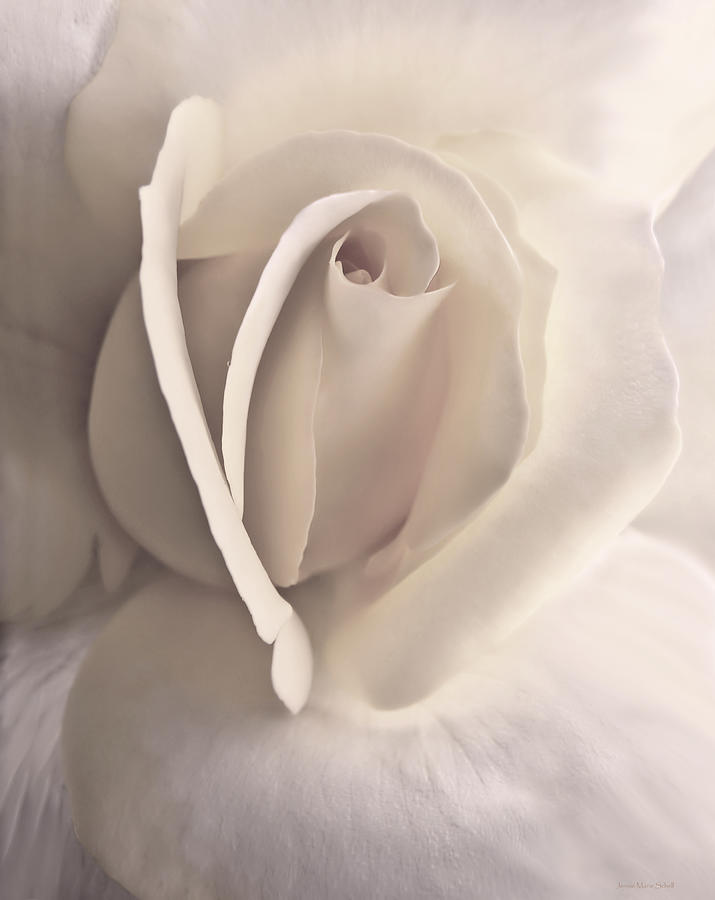 Ivory Splendor Rose Flower Photograph by Jennie Marie Schell