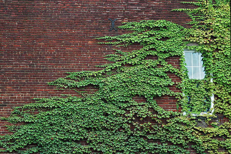 Ivy Covered Window Photograph by Gary Slawsky