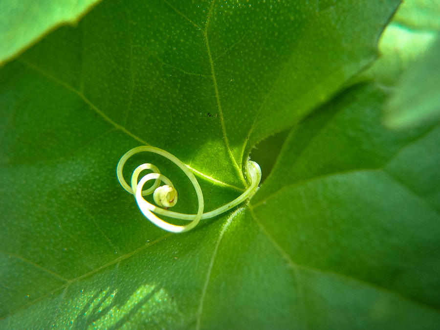 Ivy Curls I Photograph by Stacy Michelle Smith