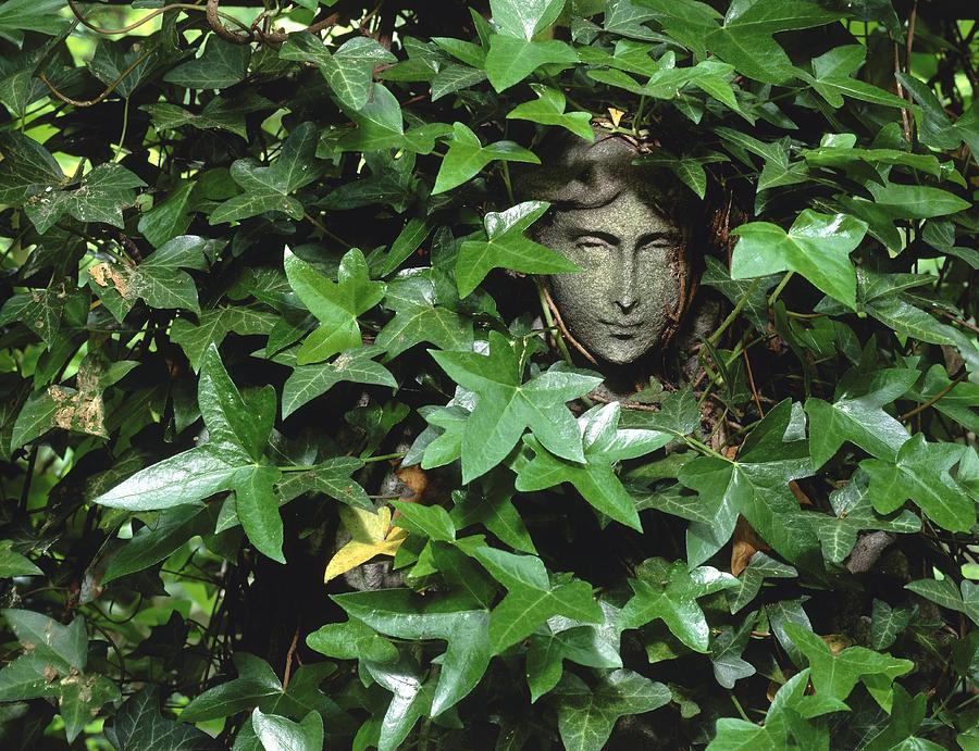 Ivy Hiding A Statue Photograph by Vaughan Fleming - Fine Art America