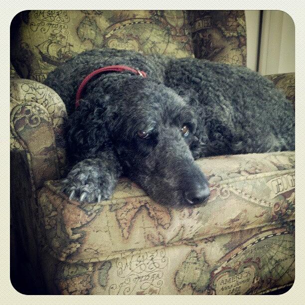 Doggie Photograph - Ivy Is A Good Dog #standardpoodle by Melissa Lutes