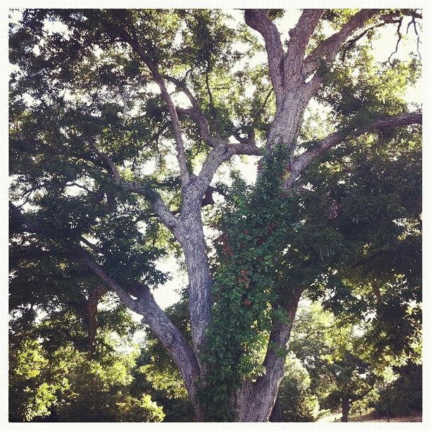 Waco Photograph - Ivy Tree by Kristina Parker
