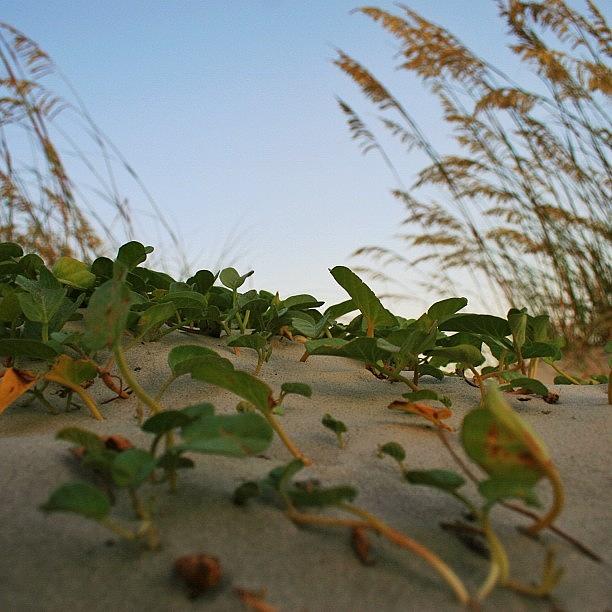Beach Photograph - Ivy Weaves Through The Sand by Tony Delsignore