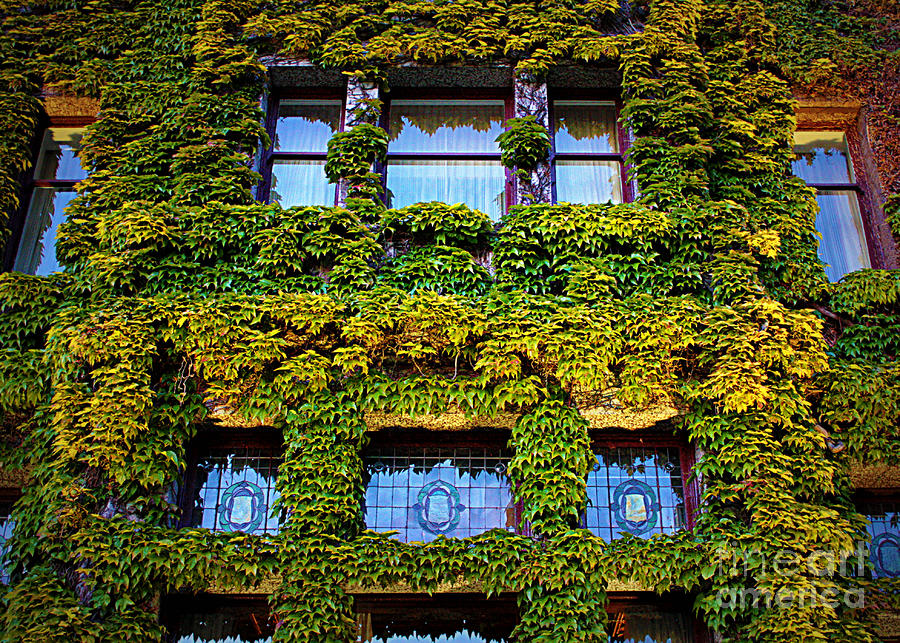 Ivy Windows - Digital Art Photograph by Carol Groenen