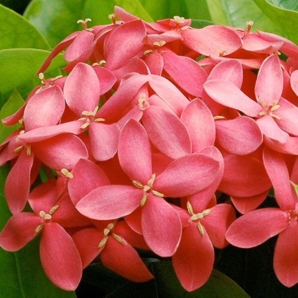 Nature Photograph - Ixora  #flowersonly #flowerchaser by William Tan