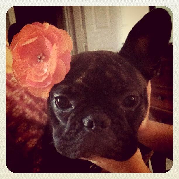 Frenchie Photograph - Izze With A Flower In Her Ear by Dan Hamilton
