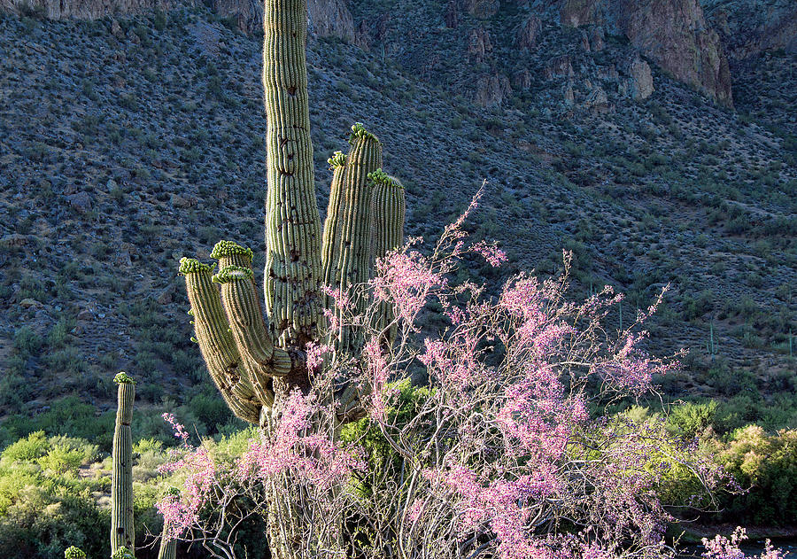 Desert Photograph - Jacarandas and Saguaros by Nathan Mccreery