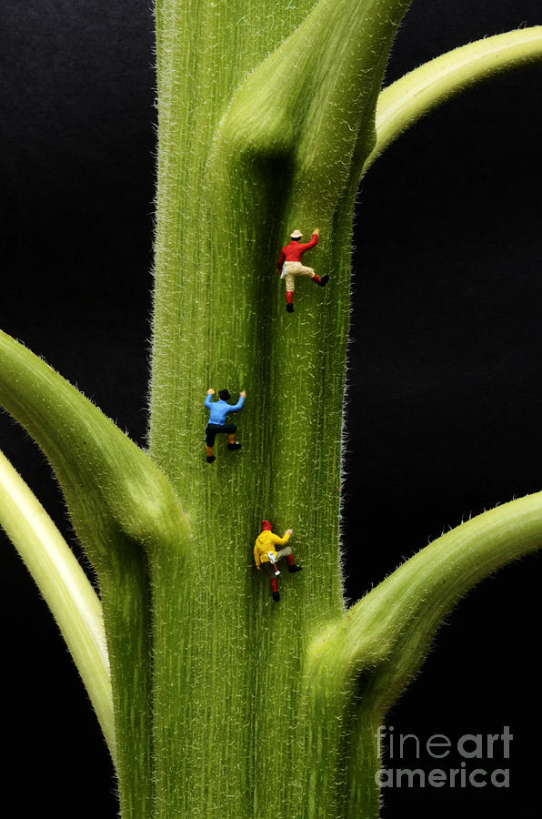 Jack And His Friends Climb The Beanstalk Photograph by Bob Christopher