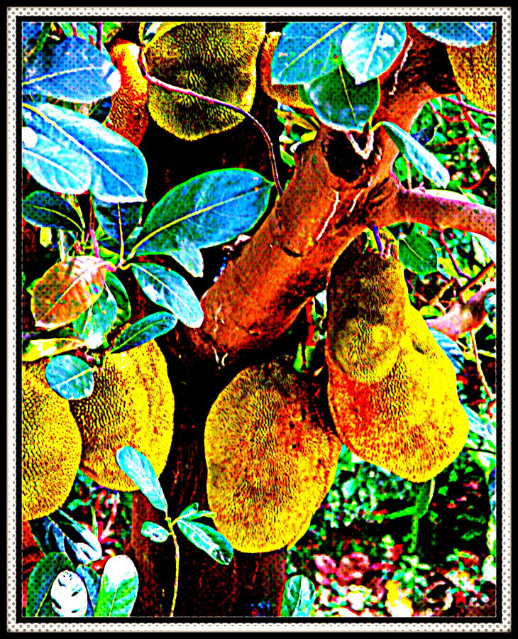 Jack Fruit-1 Photograph by Anand Swaroop Manchiraju