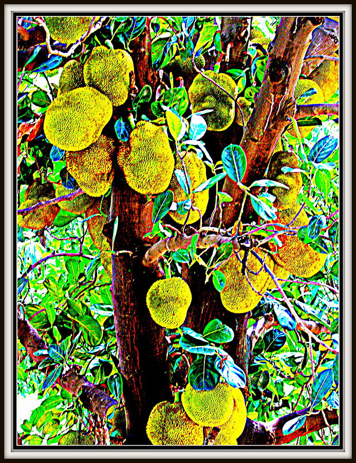 Jack Fruit-2 Photograph by Anand Swaroop Manchiraju