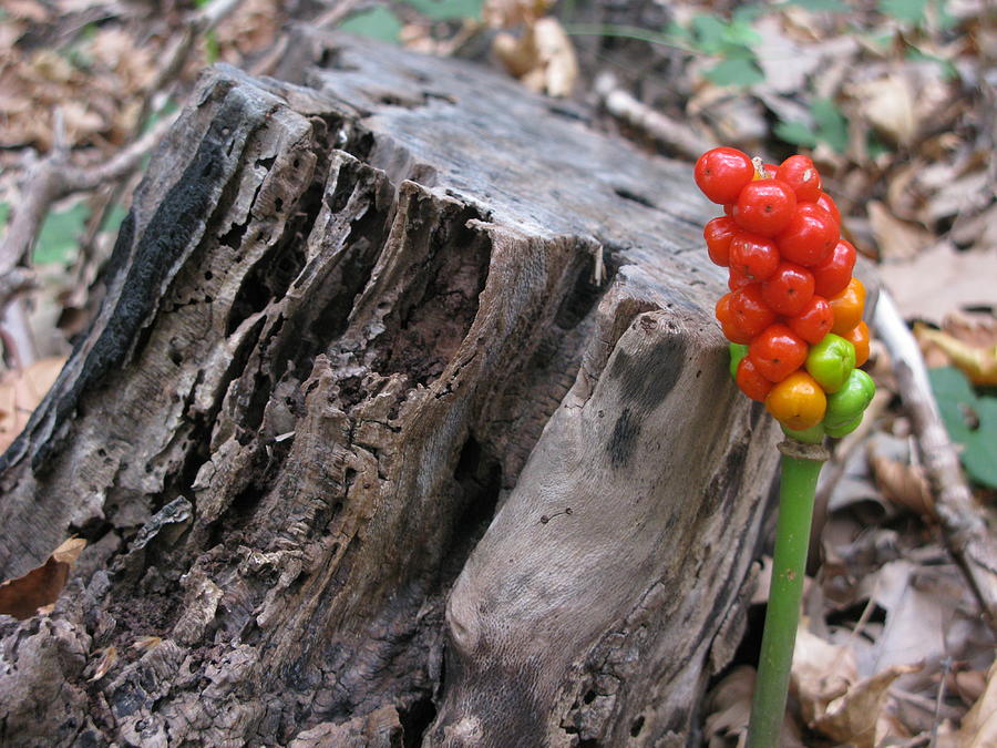 Jack In The Pulpit Photograph