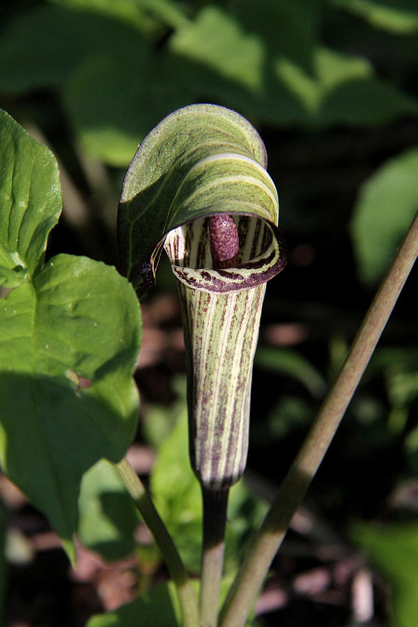 Jack-In-The-Pulpit Photograph by Doris Potter