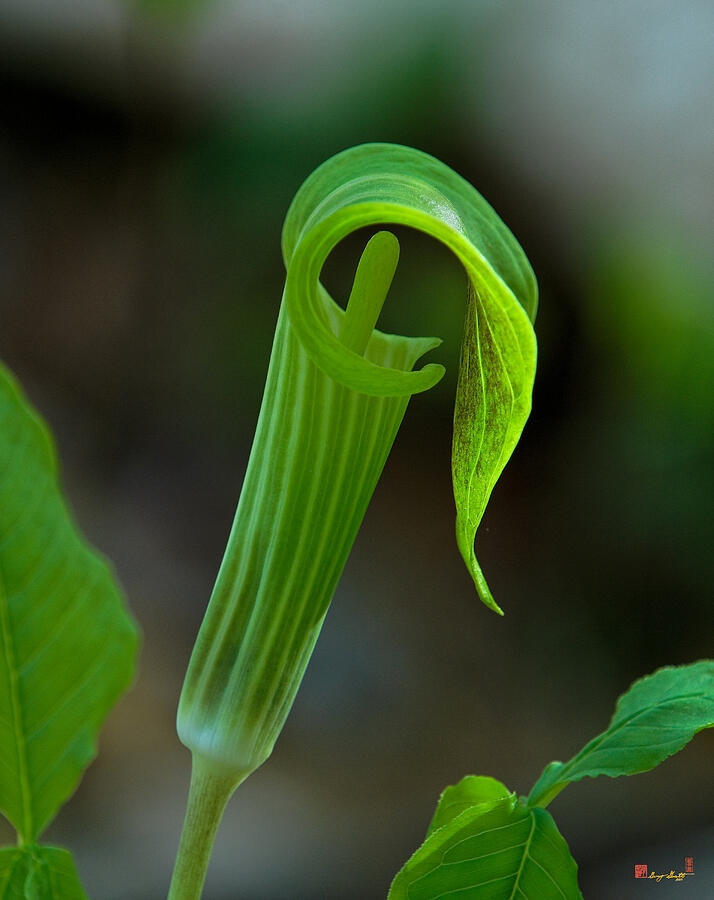 Jack-in-the-Pulpit Flower DSPF140 Photograph by Gerry Gantt