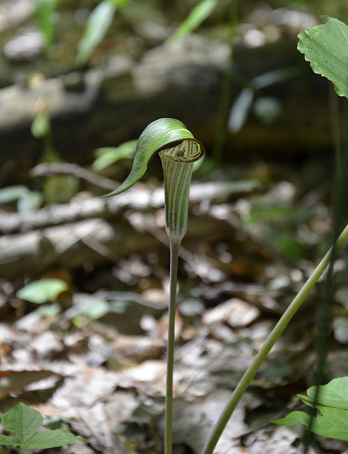 Jack-In-The-Pulpit Photograph by Paul Mashburn