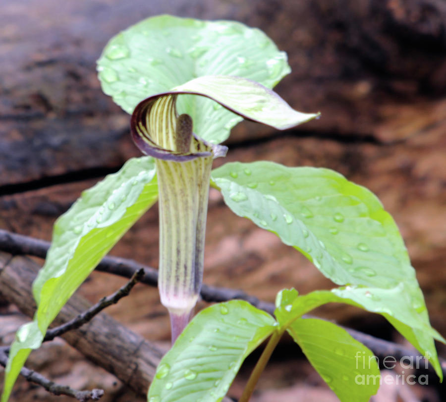Jack-in-the-Pulpit Photograph by Ronald Grogan