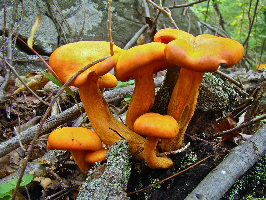 omphalotus mushroom