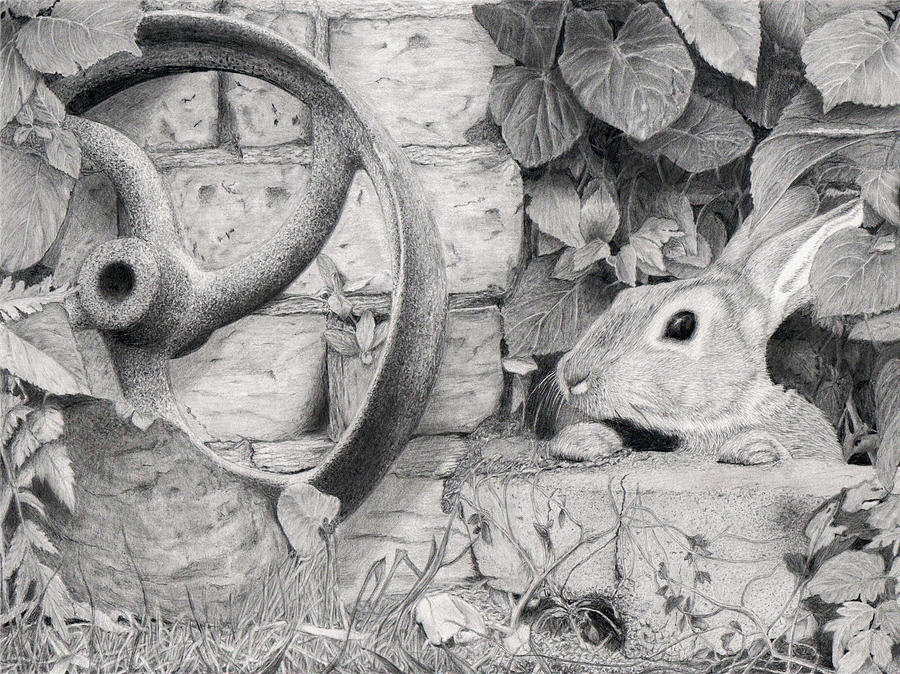 Jack Rabbit Drawing by Alexandra Riley