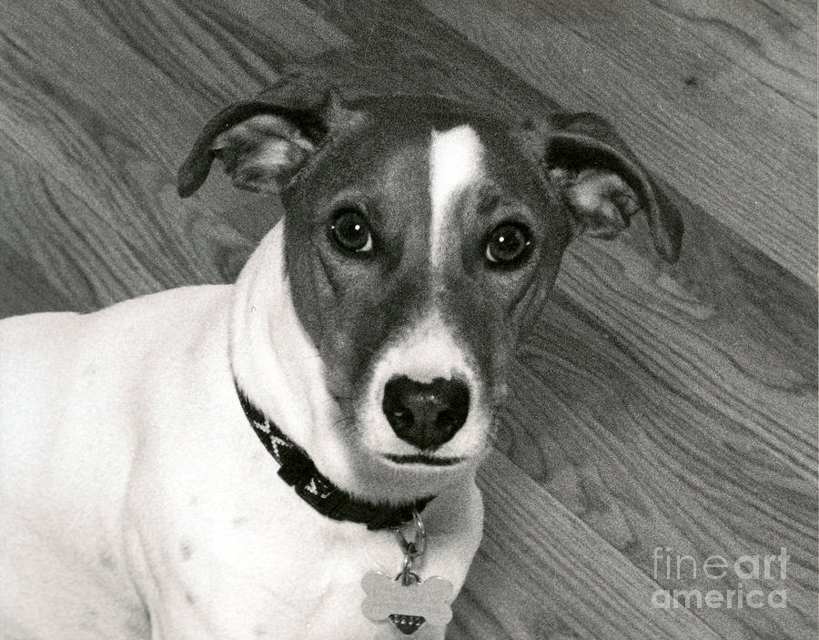 Jack Russell Terrier Photograph by Mary Capriole