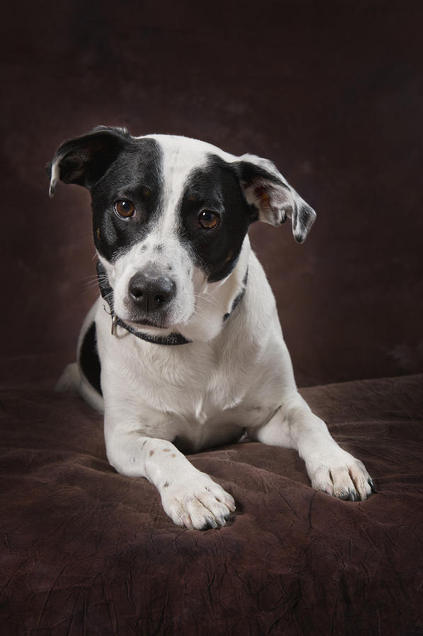 Jack russell deals great dane mix