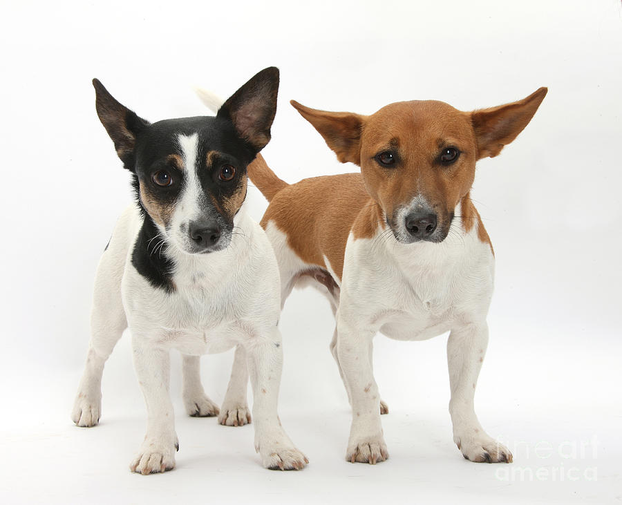 Jack Russell Terriers Photograph by Mark Taylor