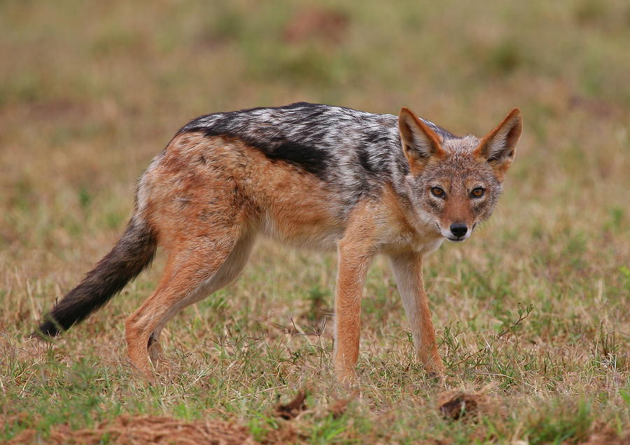 Jackal Photograph by Bruce J Robinson - Fine Art America