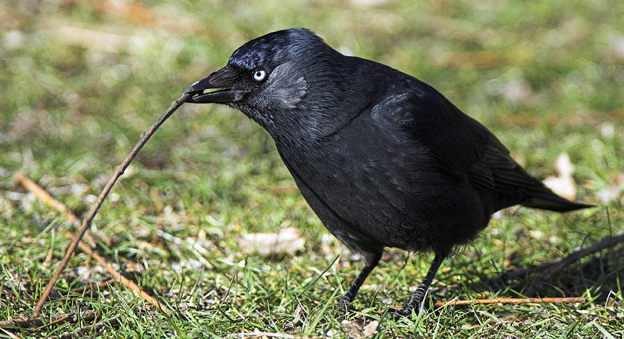 Crow Photograph - Jackdaw Gathering Nesting Materials by Duncan Shaw