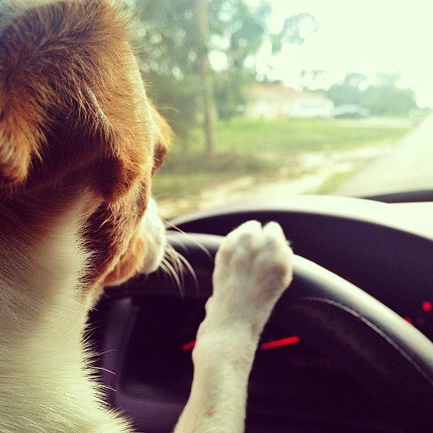 Car Photograph - #jackrussel #puppy #cute # Haha #lol by Jorge Ramirez