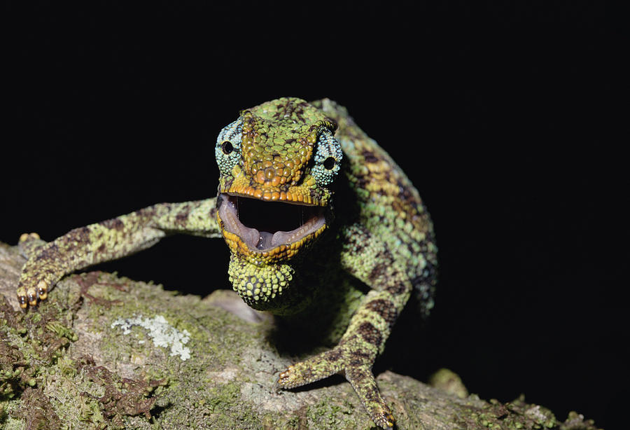 Jacksons Chameleon Chamaeleo Jacksonii Photograph by Konrad Wothe