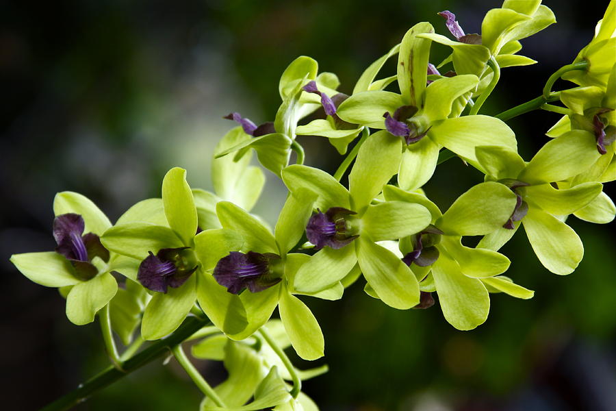 Jade Dendrobium Orchids Photograph by Karon Melillo DeVega