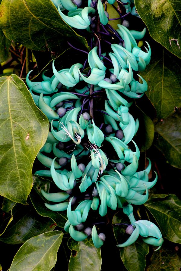 Jade Vine 3 Photograph by Elizabeth Doran - Fine Art America