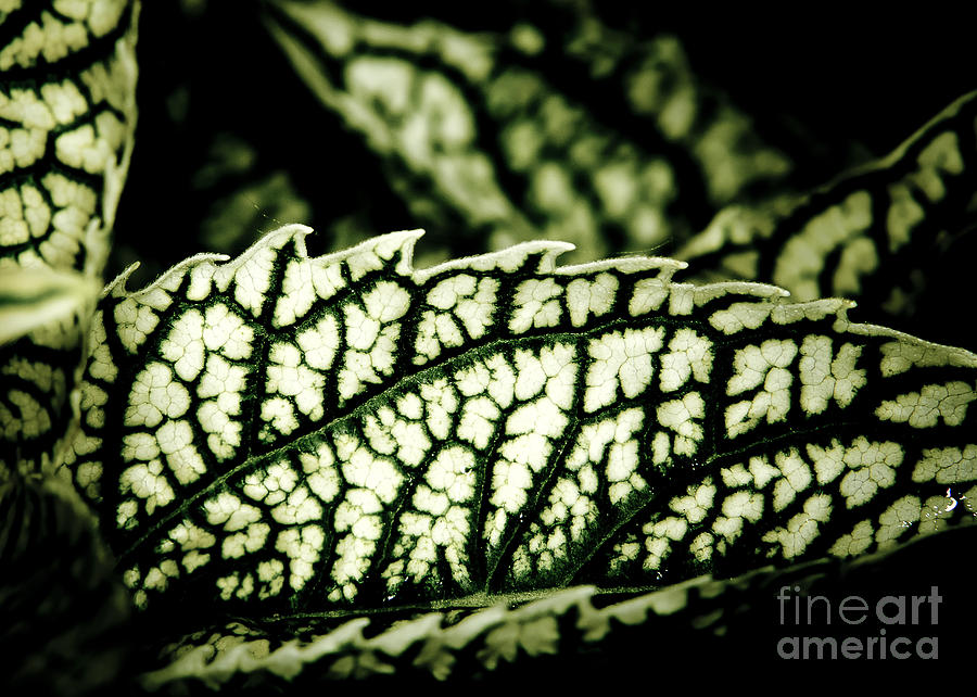 Jagged Leaf Photograph by Darcy Michaelchuk
