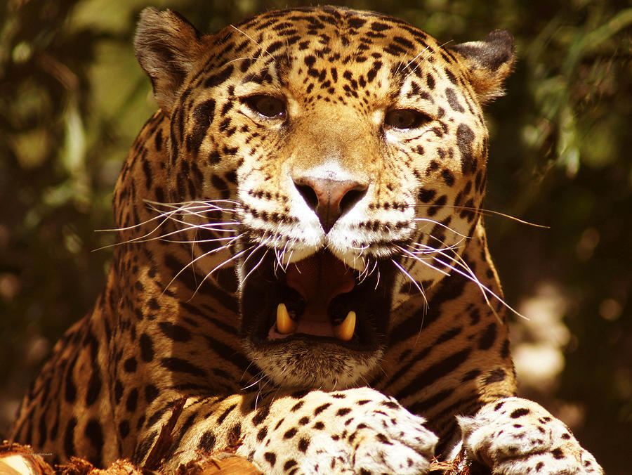 Cat Photograph - Jaguar 4 by DiDi Higginbotham