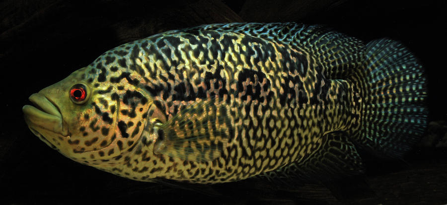 Jaguar Cichlid - Parachromis Managuensis - Female by Kevin Dickinson