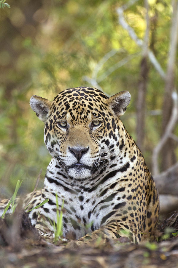 Jaguar Cuiaba River Brazil Photograph by Suzi Eszterhas