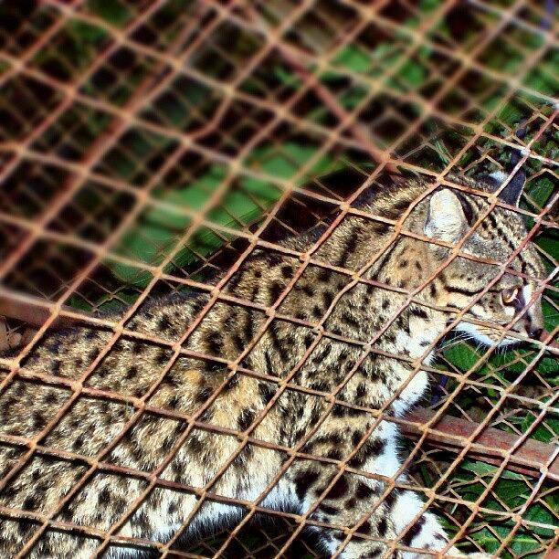 Jaguar Photograph - #jaguar En La #reserva #ecológica De by Fer Nando