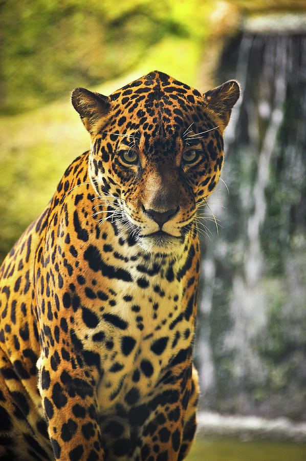 Jaguar  Photograph by Harry Spitz