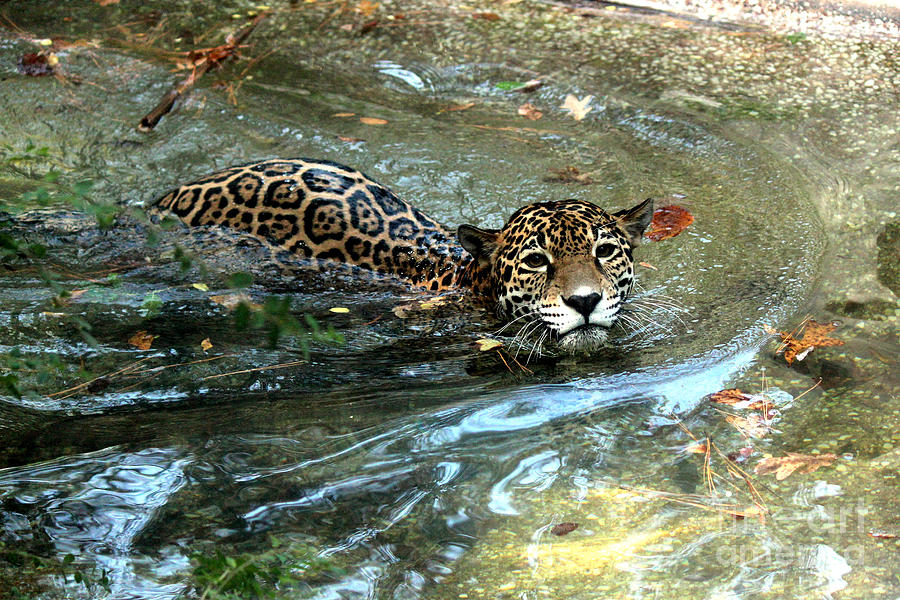 Jaguar In For A Swim Photograph by Kathy  White
