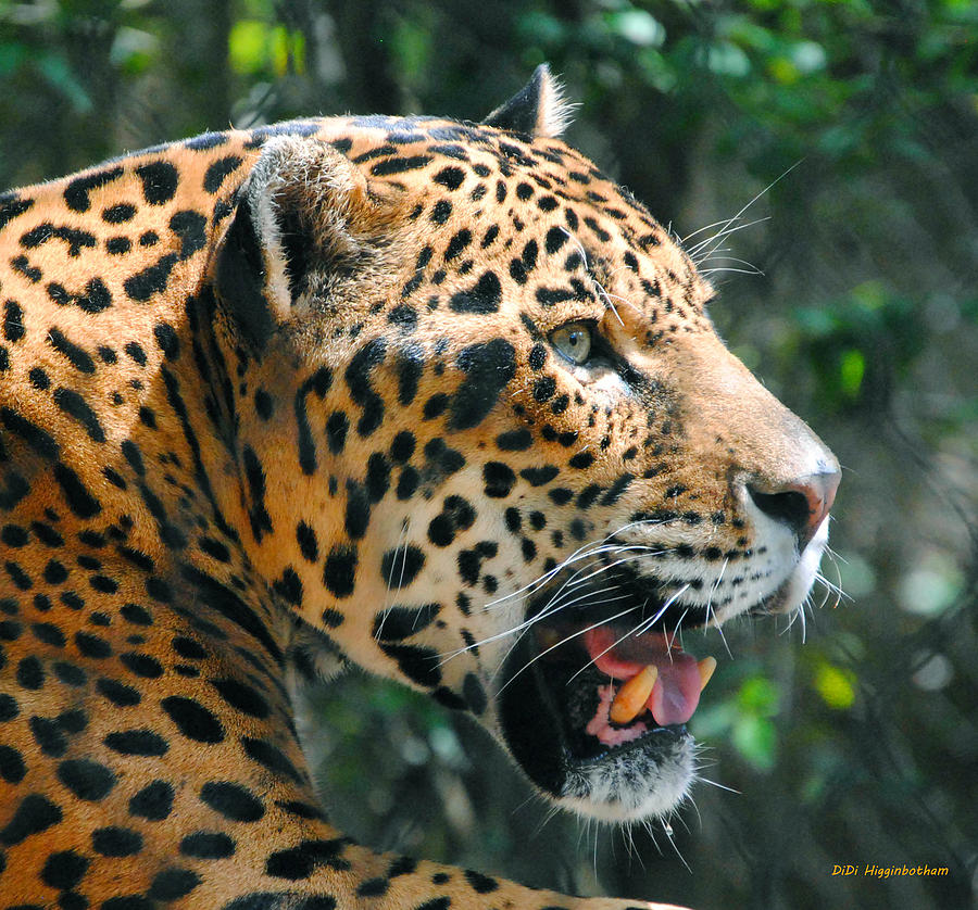 Cat Photograph - Jaguar in May by DiDi Higginbotham