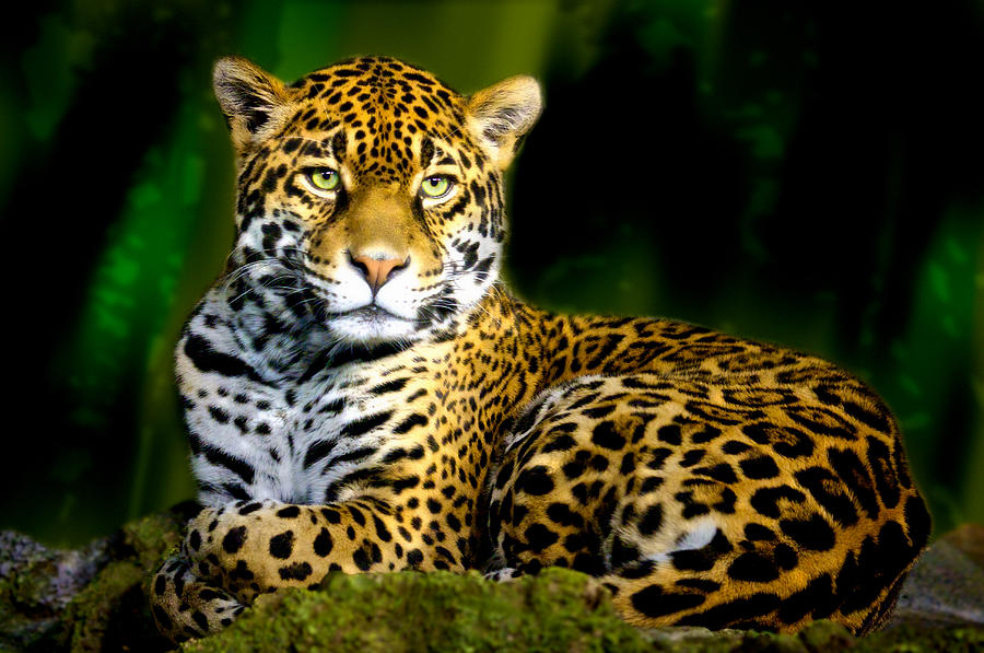 Jaguar Photograph by Jarrod Erbe