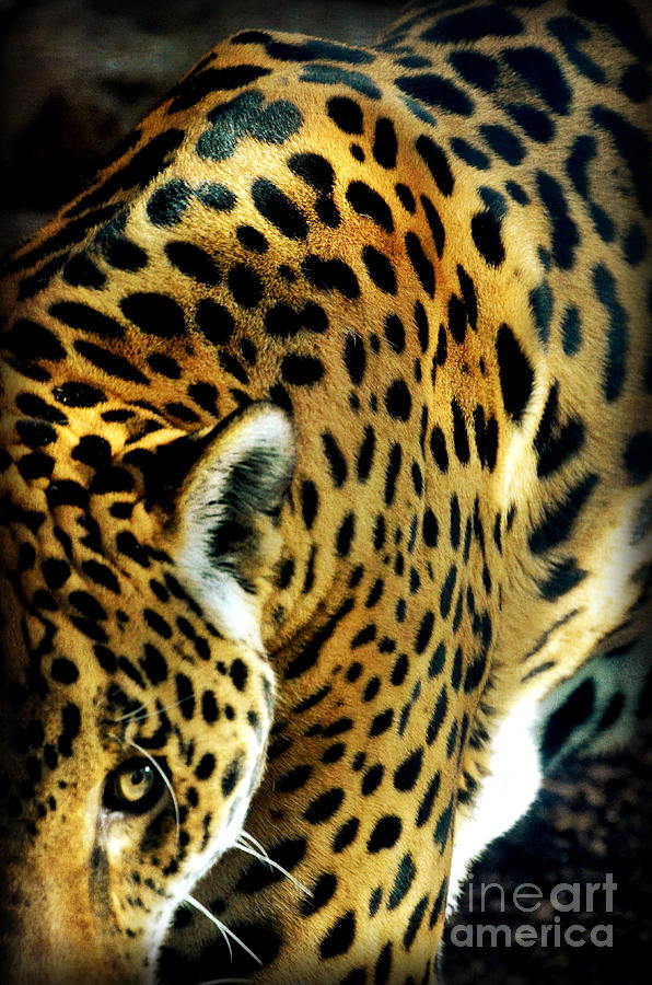 Jaguar Photograph by Jeanne  Woods