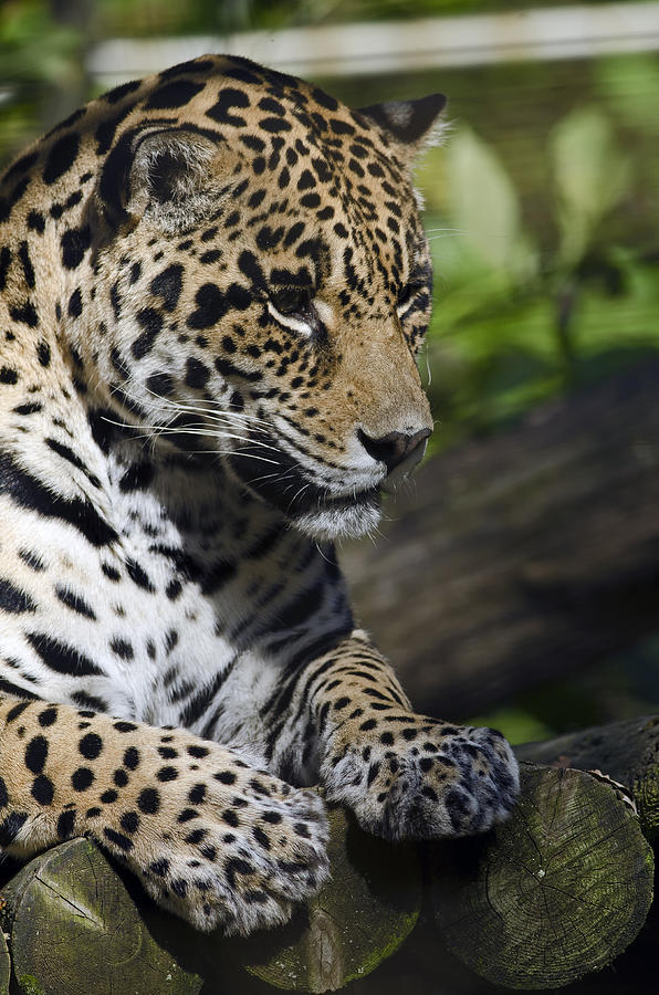 Jaguar Photograph by JT Lewis