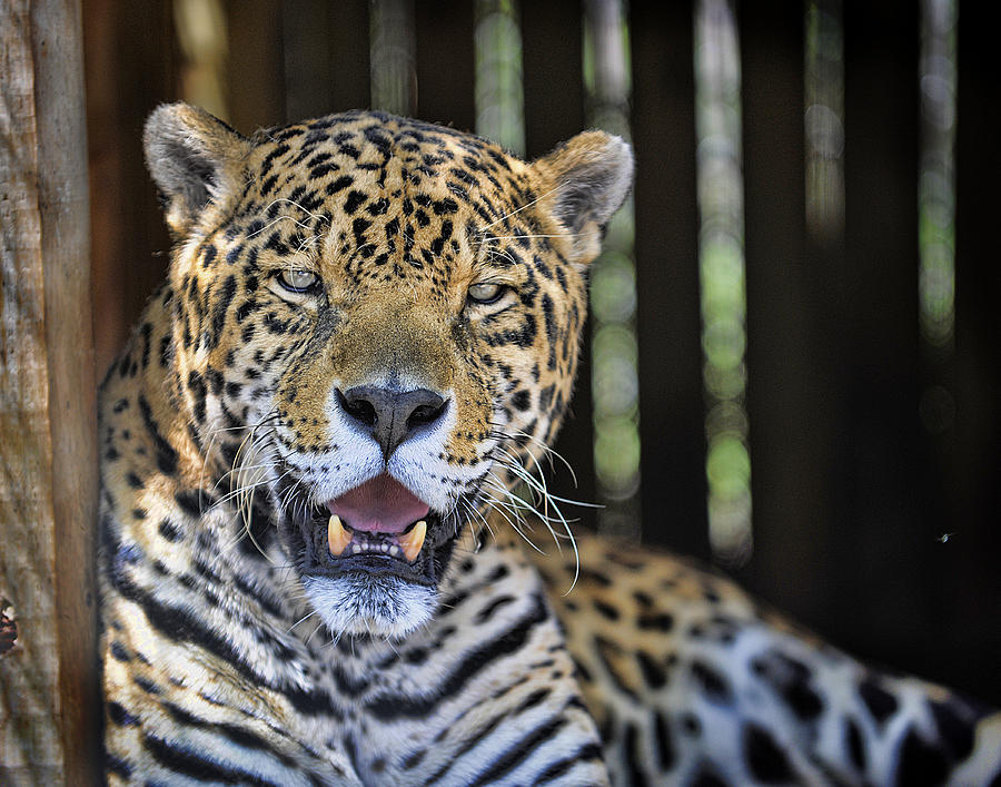 Jaguar Photograph by Keith Lovejoy