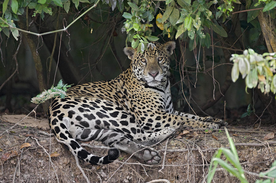 Jaguar Large Male On Riverbank Cuiaba Photograph by Suzi Eszterhas