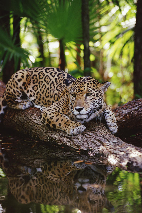 Jaguar Panthera Onca And, Reflection Photograph by Gerry Ellis