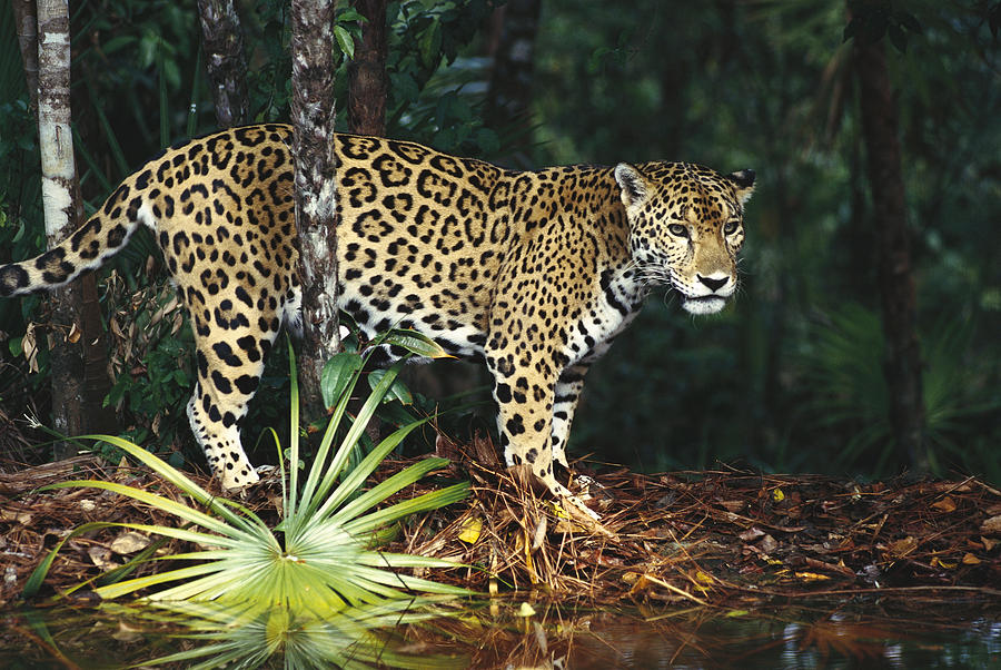Jaguar Panthera Onca, Belize Zoo, Belize Photograph by Gerry Ellis