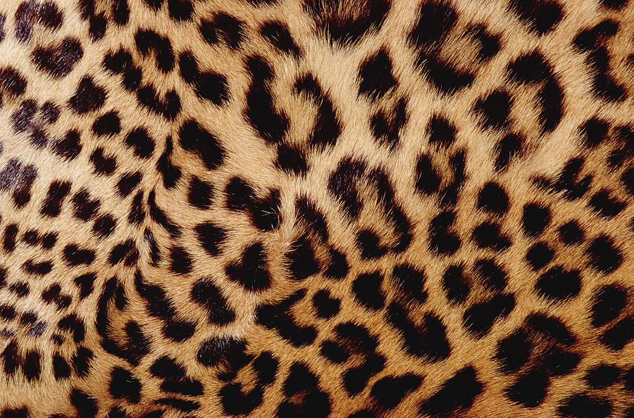 Jaguar Panthera Onca Fur, Close-up Photograph by Gerry Ellis