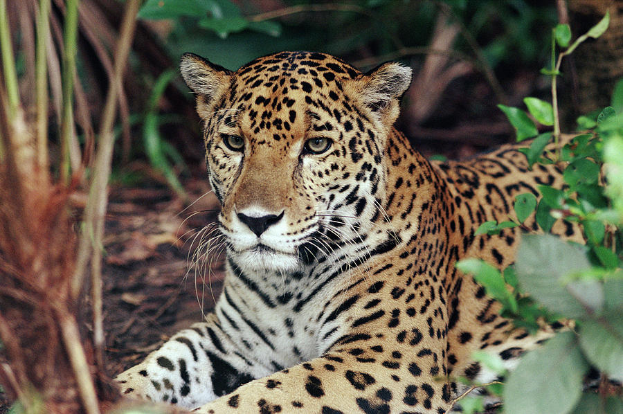 Jaguar Panthera Onca Hunting Photograph by Michael & Patricia Fogden