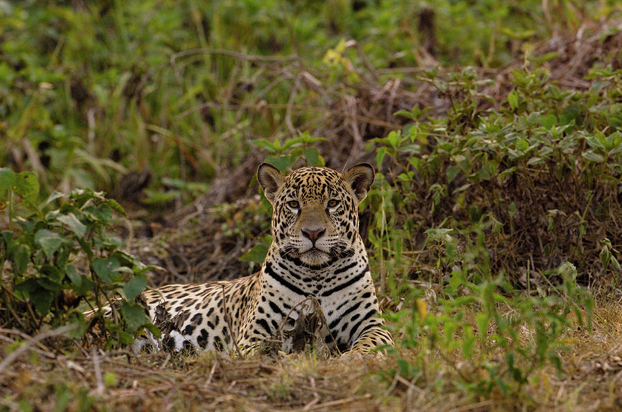 Jaguar Panthera Onca Male, Cuiaba Photograph by Pete Oxford