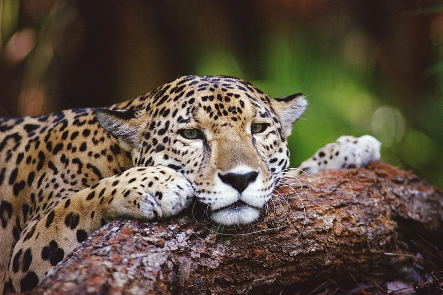 Jaguar Portrait, Belize #1 Photograph by Gerry Ellis